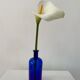 Cobalt blue glass pharmacy bottle