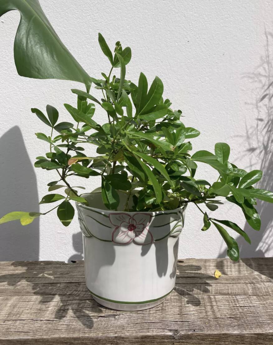 Cache-pot en céramique blanc peint à la main