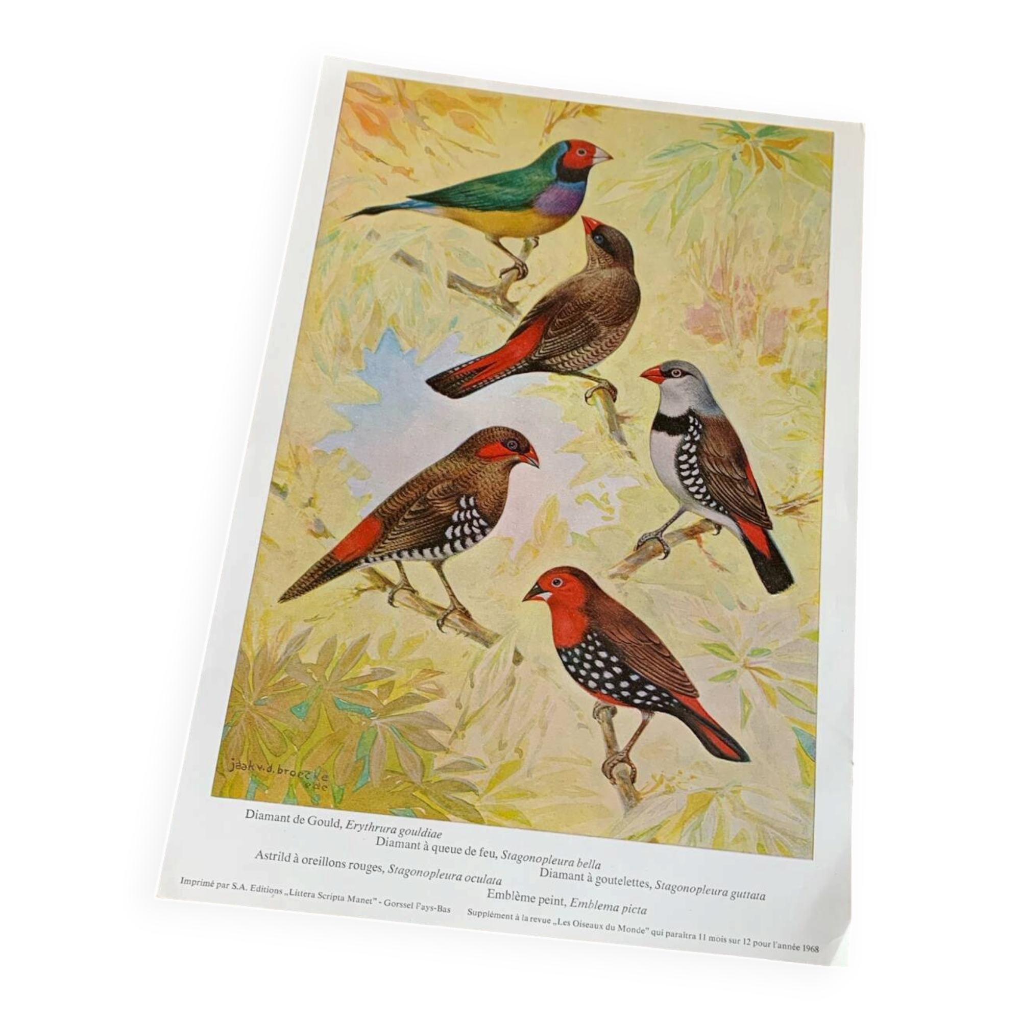 Poster "The Birds of the World" – 1968