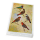 Poster "The Birds of the World" – 1968