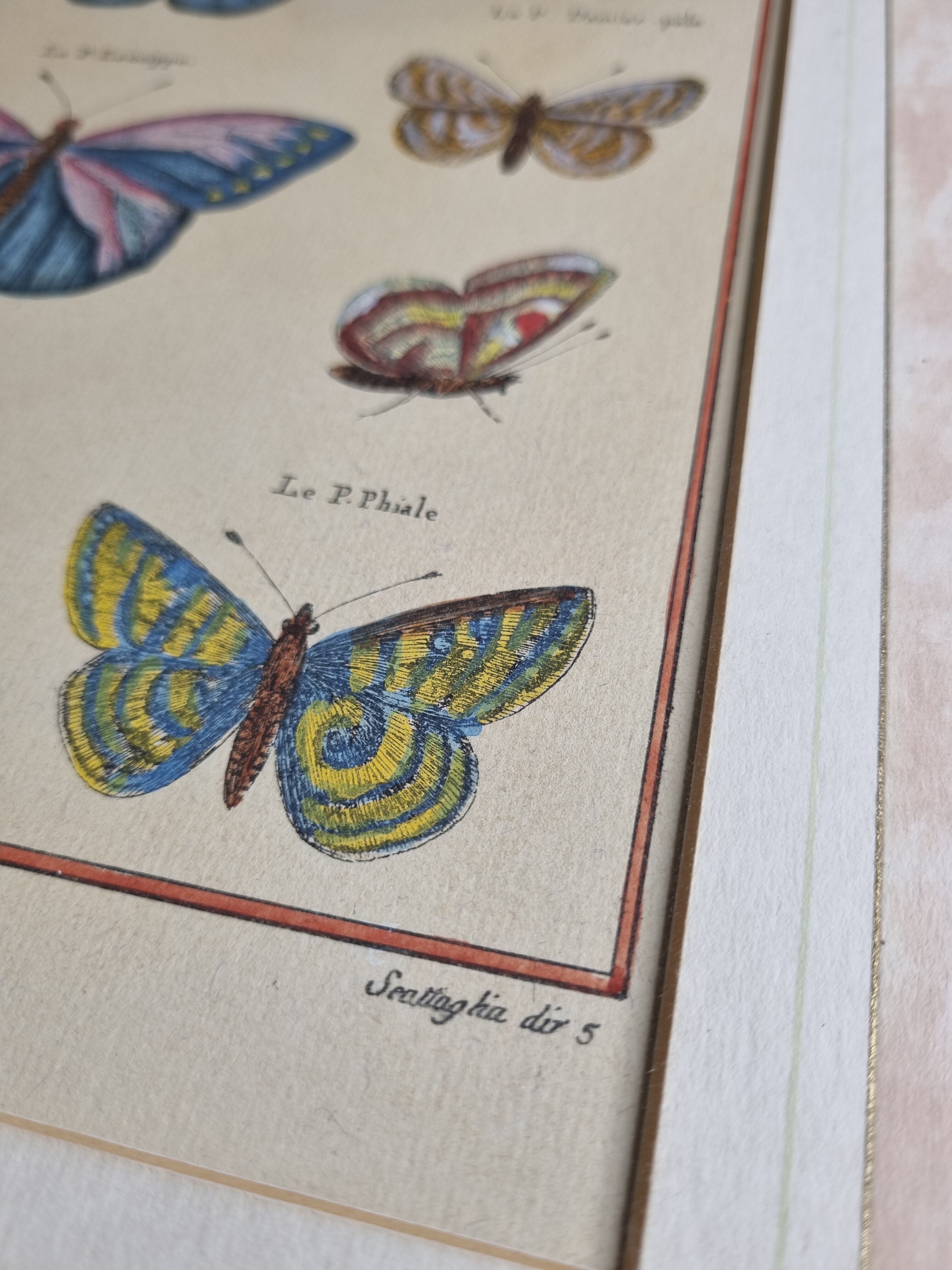 Natural history plate, "The Butterflies of Europe", after Pietro Scattaglia, XVIIIth