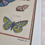 Natural history plate, "The Butterflies of Europe", after Pietro Scattaglia, XVIIIth