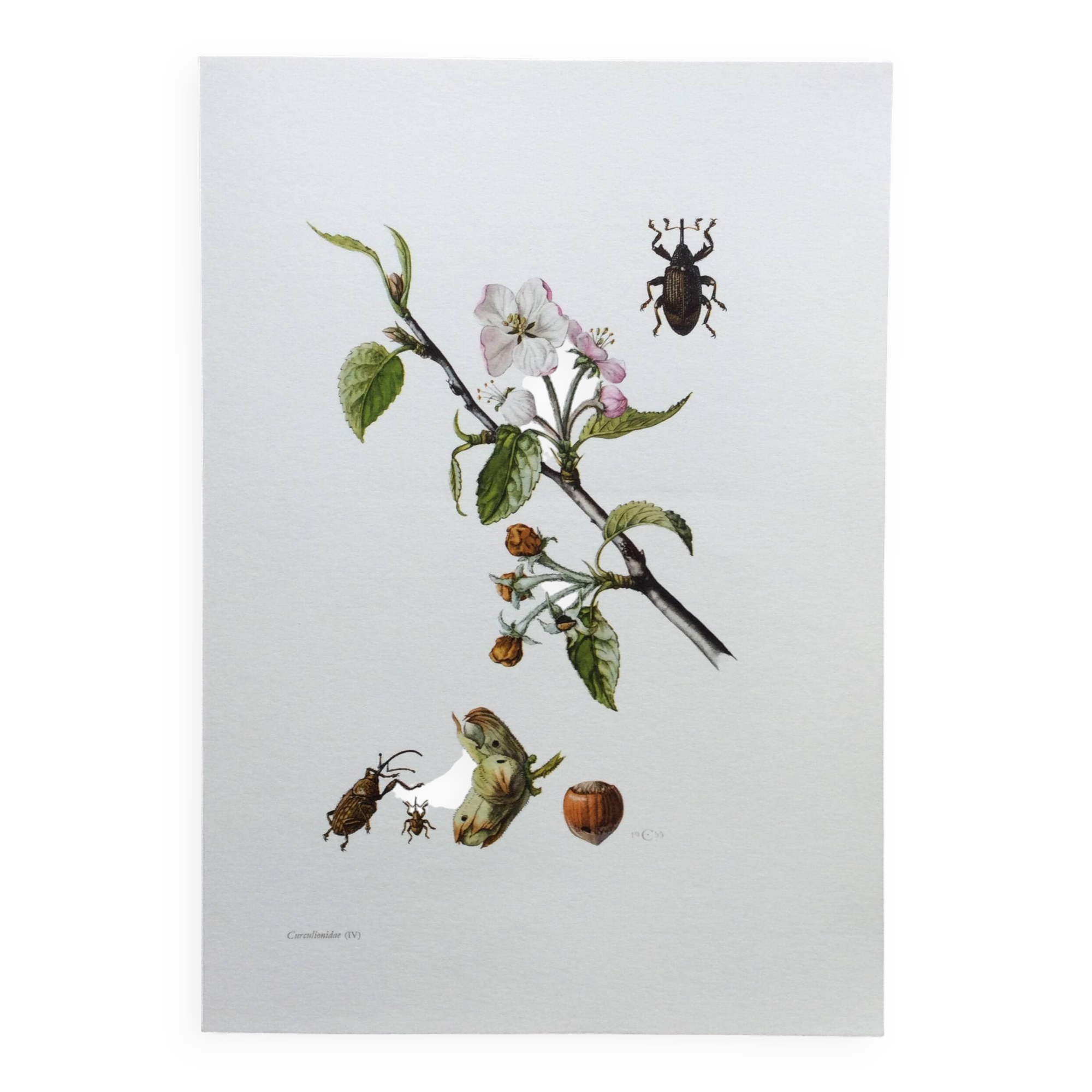 Old illustration "insects", 1960s.