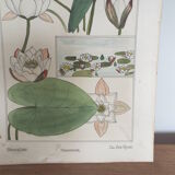 Water lily botanical board