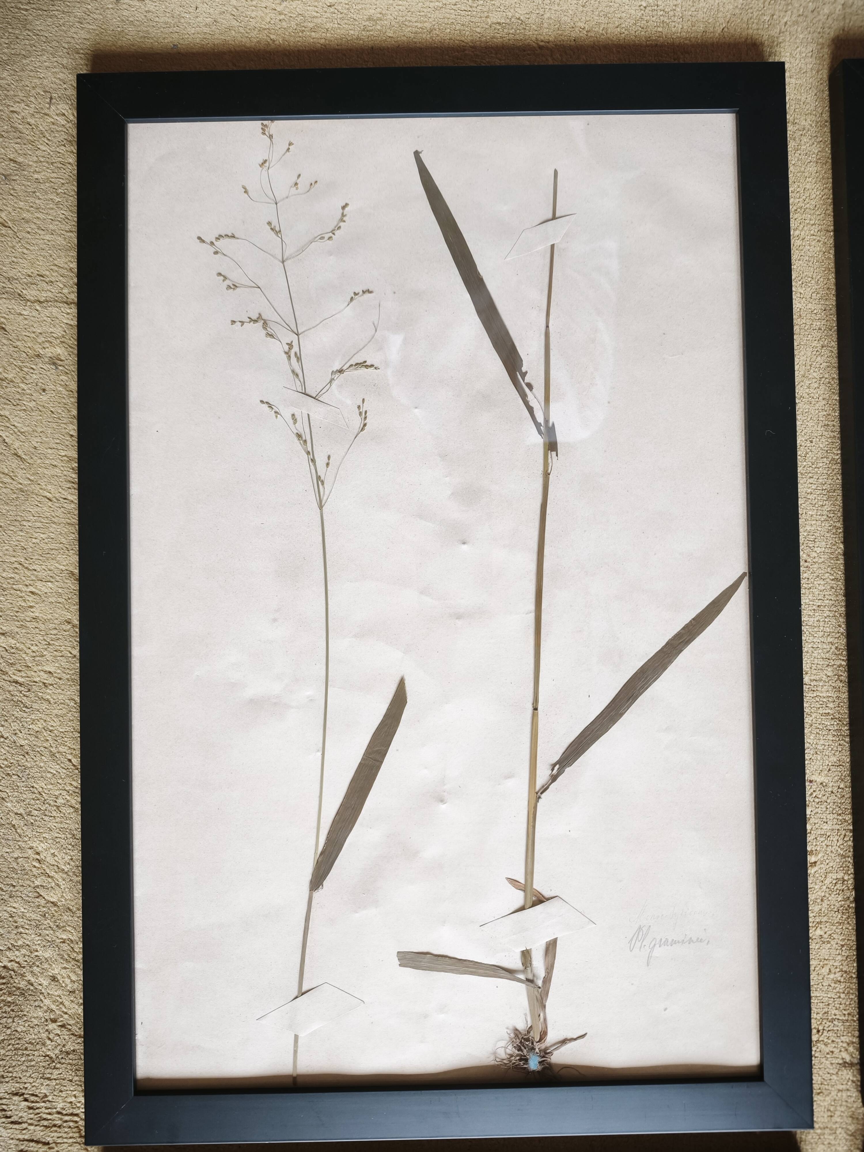 Framed old herbariums, set of 4