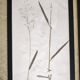 Framed old herbariums, set of 4