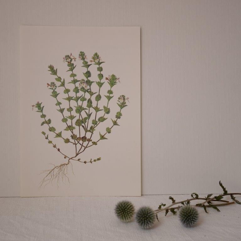 Botanical board, Glasses or ophthalmic grass