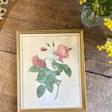 Old frame Redouté roses