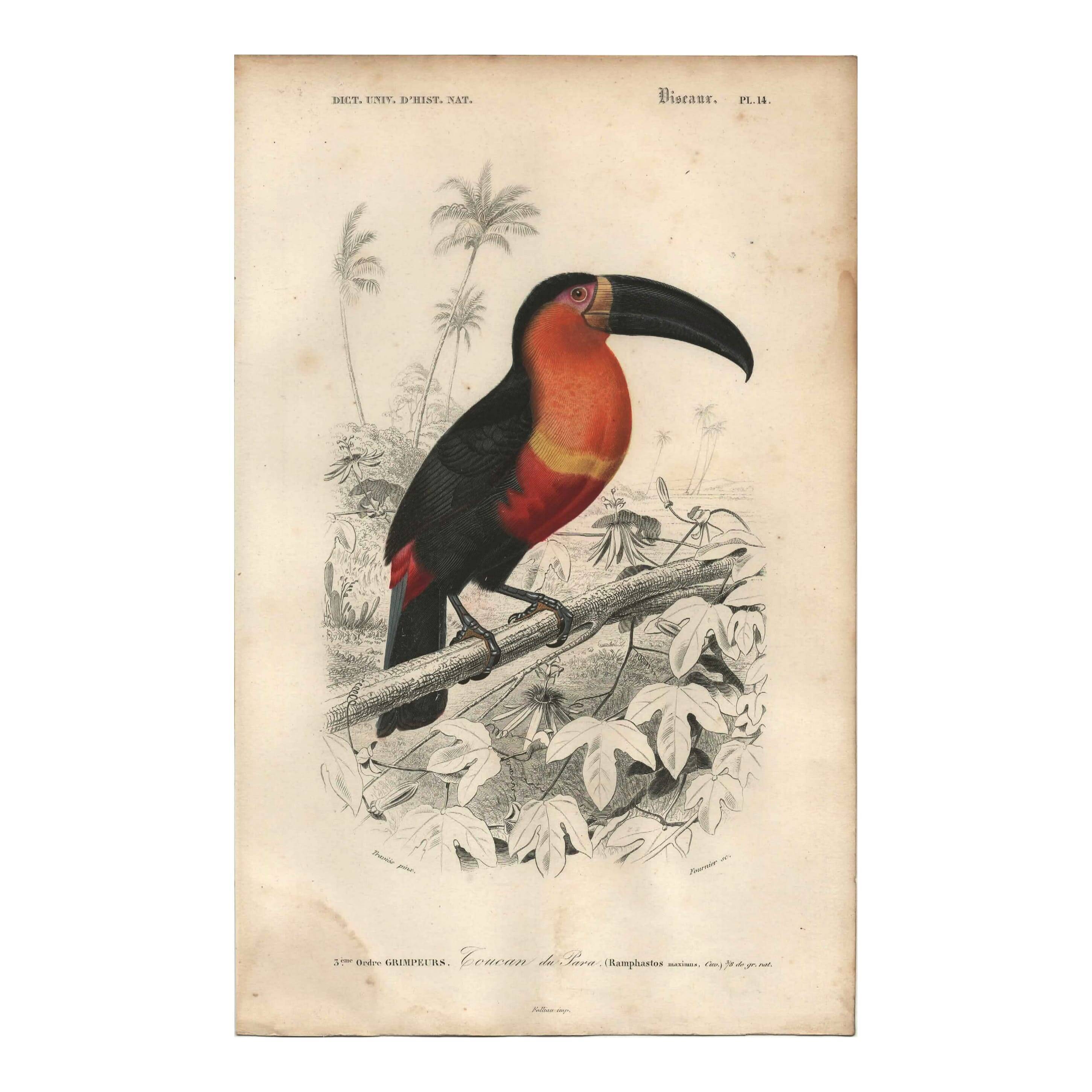 Gravure ancienne 1849 - Toucan par E.Travies. Lithographie iconique vintage