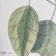 Old bird engraving - Jay Jafeur - Zoological plate by Seligmann & Catesby