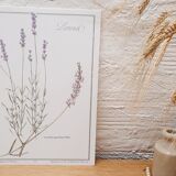 Lavender botanical board