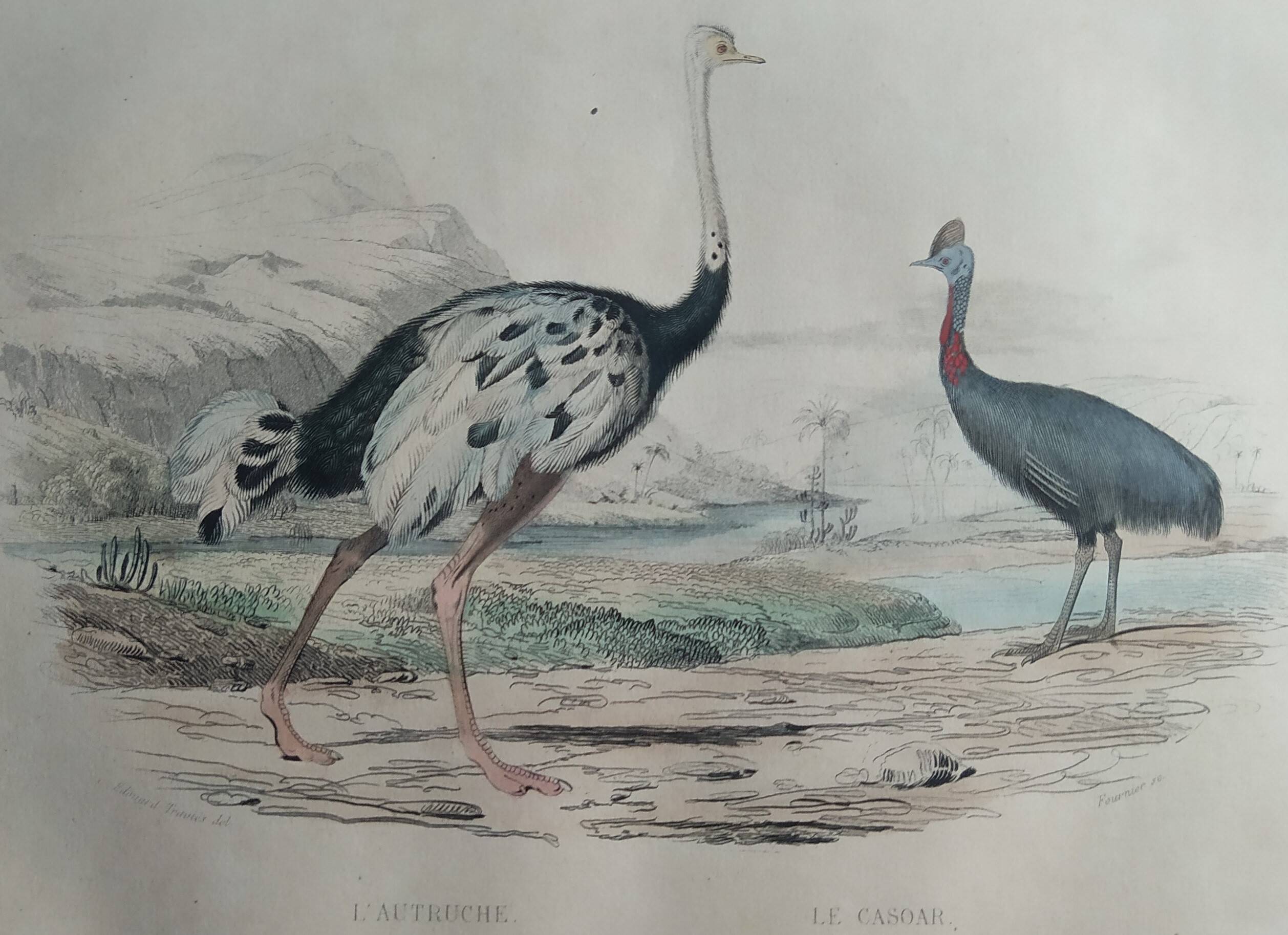 Planche Ornithologique Buffon 1838 "Autruche & Casoar"