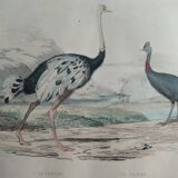 Ornithological Plate Buffon 1838 "Ostrich & Cassowary"