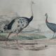 Planche Ornithologique Buffon 1838 "Autruche & Casoar"