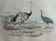 Ornithological Plate Buffon 1838 "Ostrich & Cassowary"