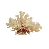 White coral