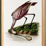 Poster for "Pink Spatula", based on an old engraving from 1842.