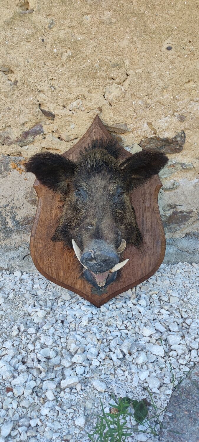 Wild boar hunting trophy