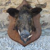 Wild boar hunting trophy