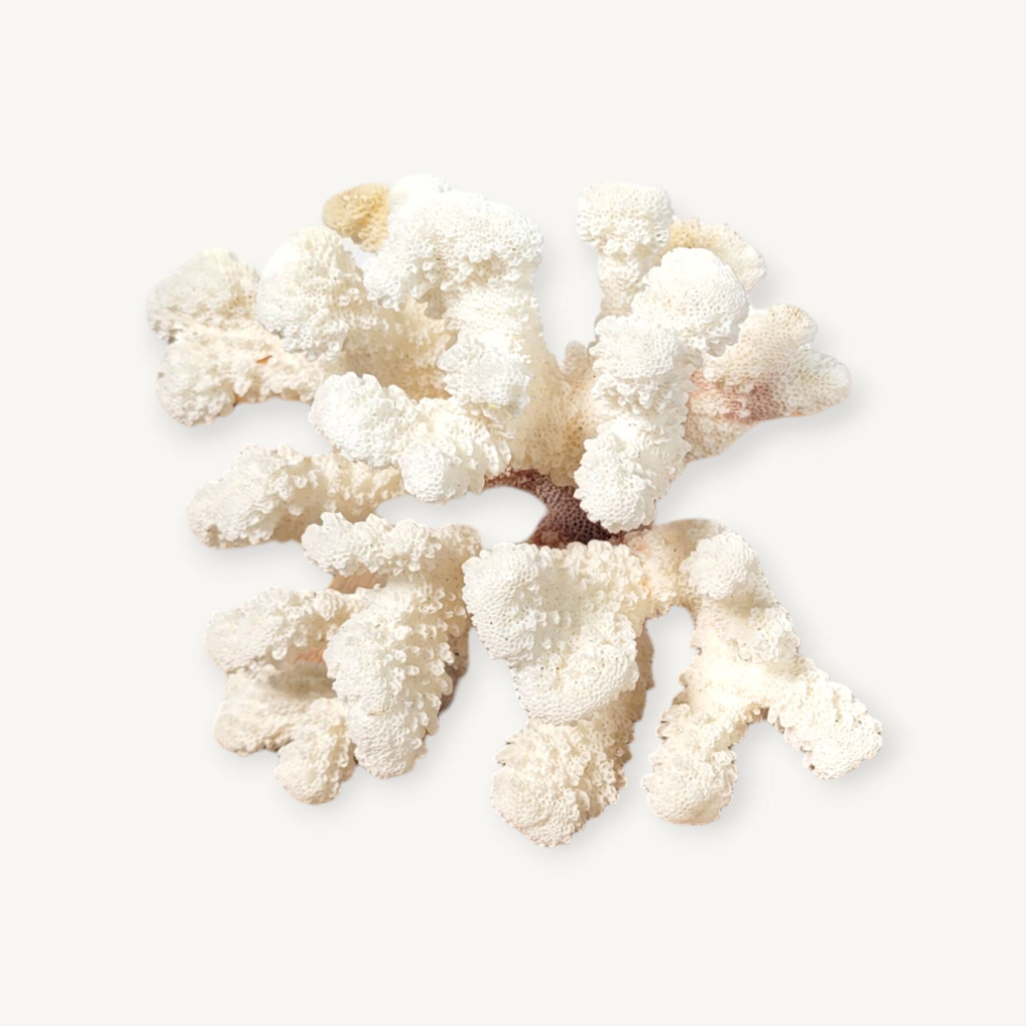 Curiosity white coral branch 17cm
