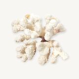 Curiosity white coral branch 17cm