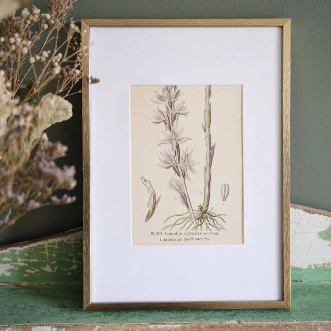 Botany under the Limodore frame