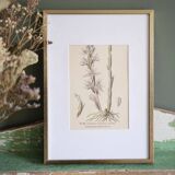 Botany under the Limodore frame