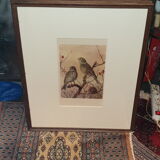 Ornithological engraving