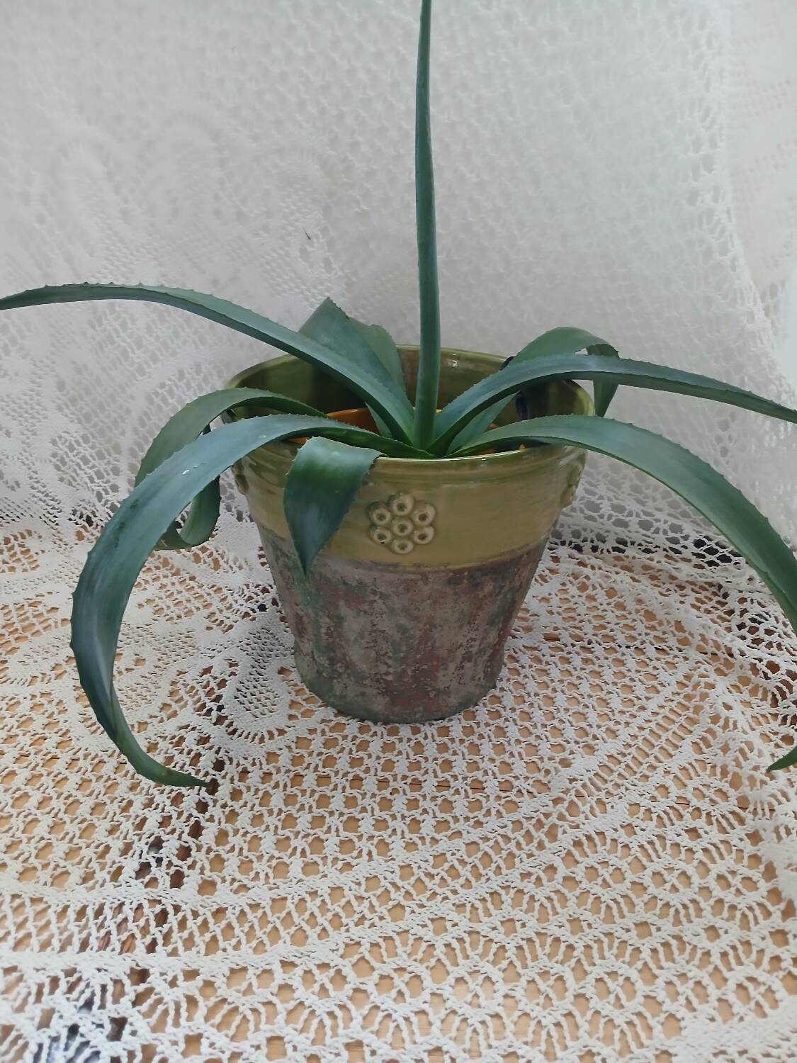 Pot / plant or flower in terracotta