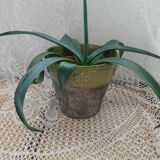 Pot / plant or flower in terracotta