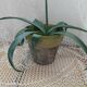 Pot / plante ou fleur en terre cuite
