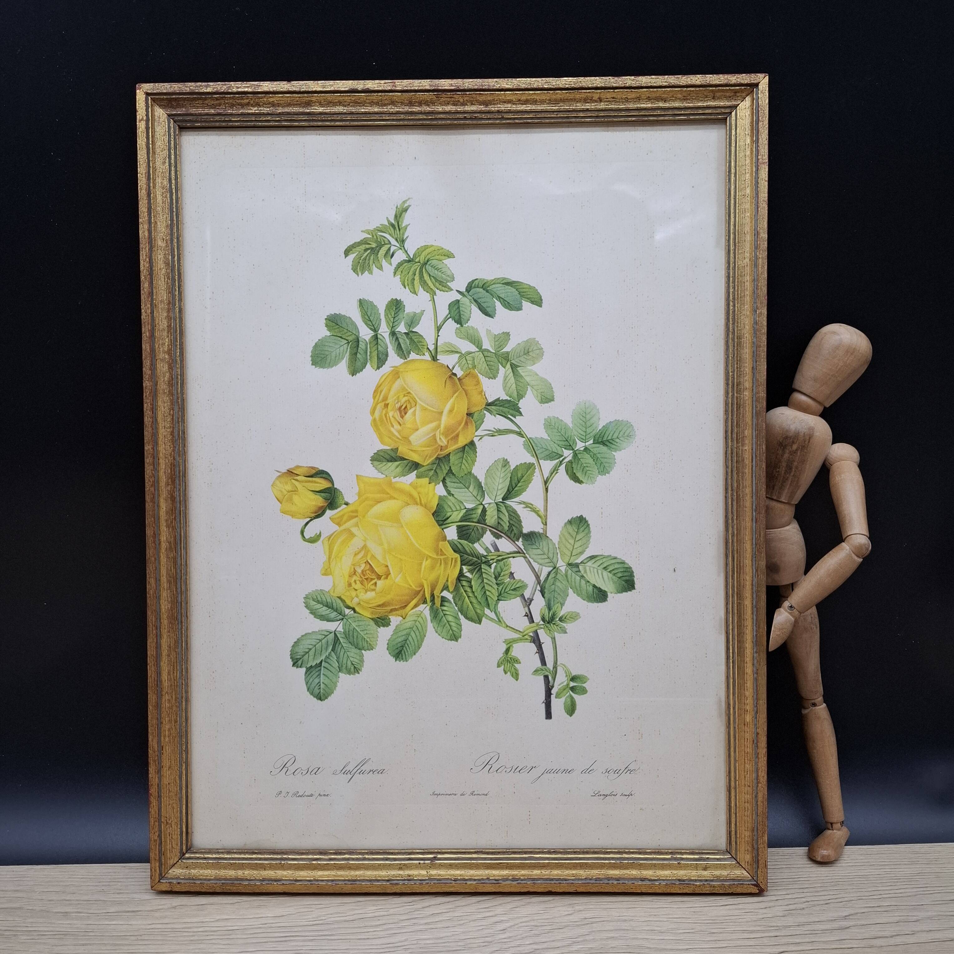 Botanical lithograph Yellow Sulphur Rose PJ Redouté