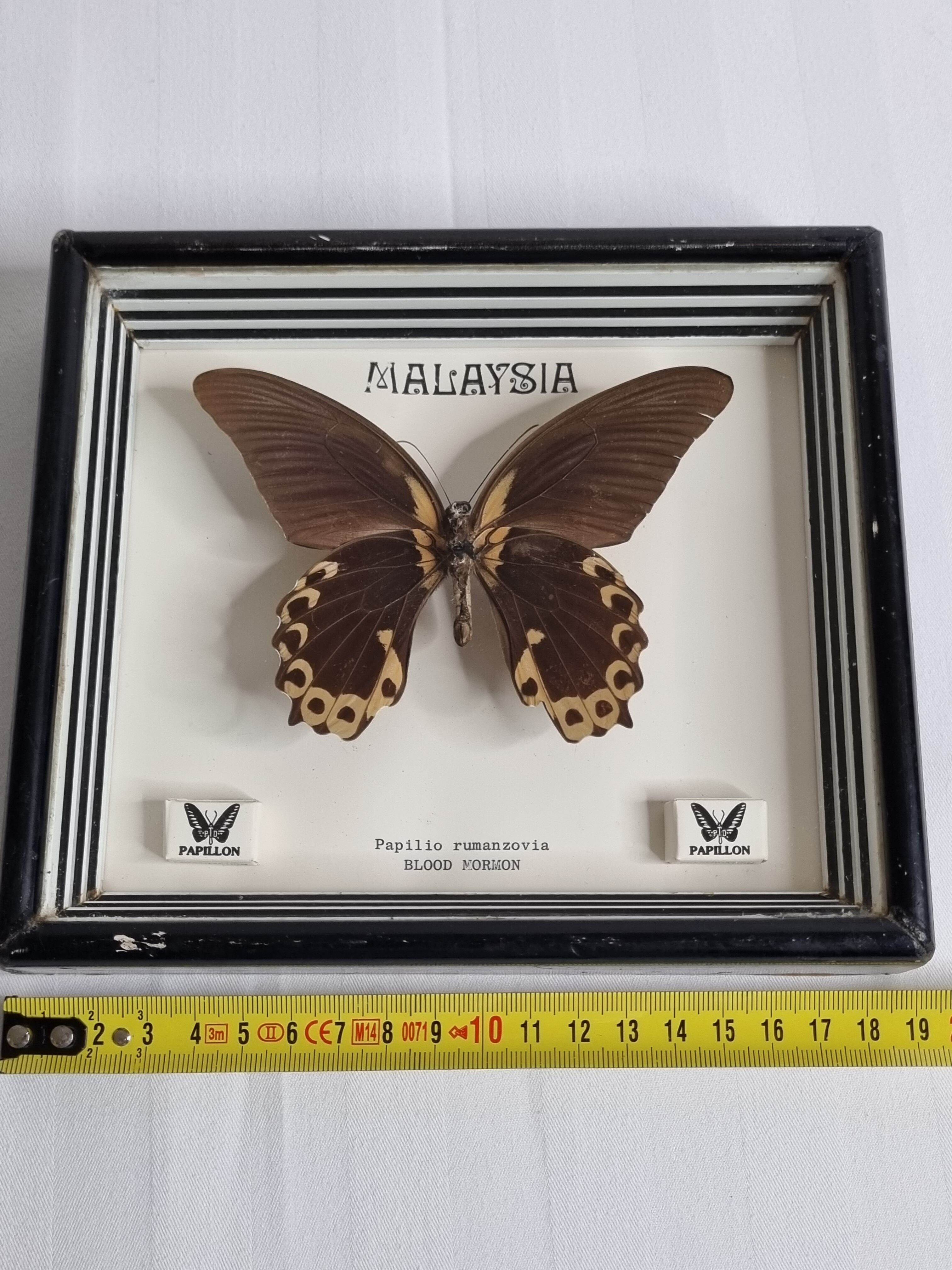 Vintage naturalized butterfly under frame, Papilio rumanzovia, 19 cm