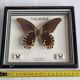 Vintage naturalized butterfly under frame, Papilio rumanzovia, 19 cm