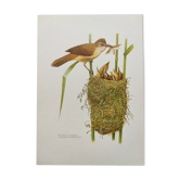 Old bird plate from the 1960s - Great Reed Warbler - Natural zoology illustration