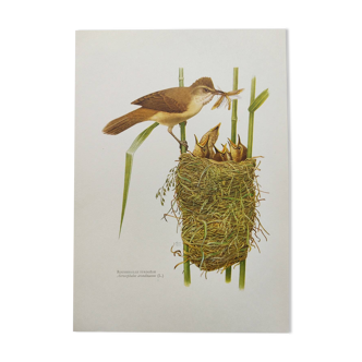Planche ancienne oiseaux années 1960 - Rousserolle Turdoide
