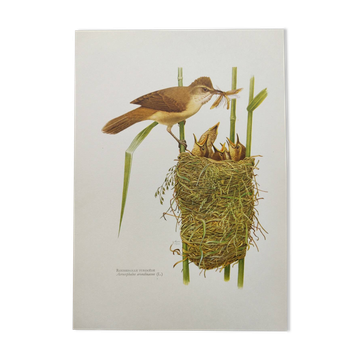 Old bird plate from the 1960s - Great Reed Warbler - Natural zoology illustration