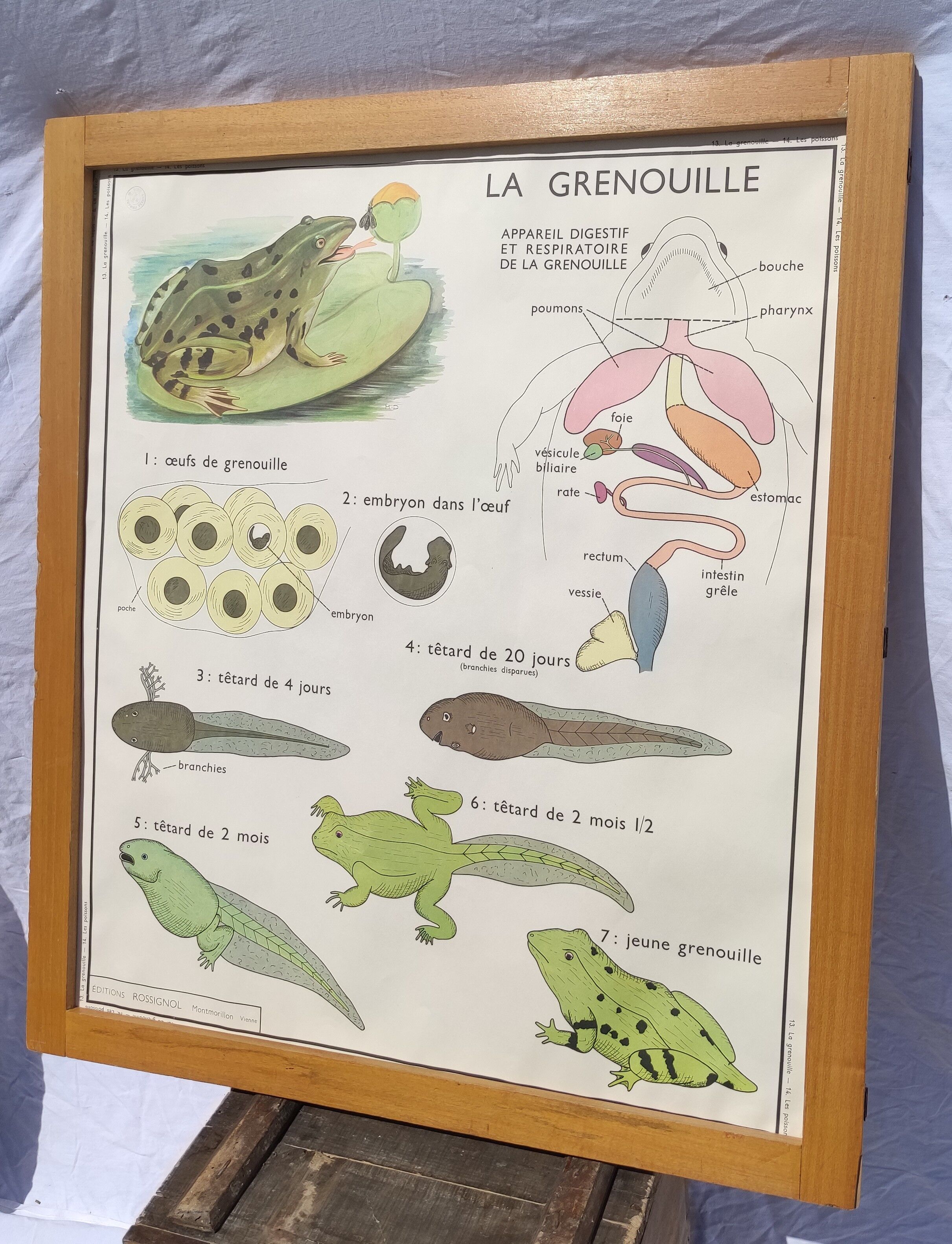 Educational poster of school frog and perch