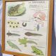 Educational poster of school frog and perch