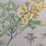 Marcel Corrette, Art Nouveau Floral Study of Rhododendron Luteum Watercolor