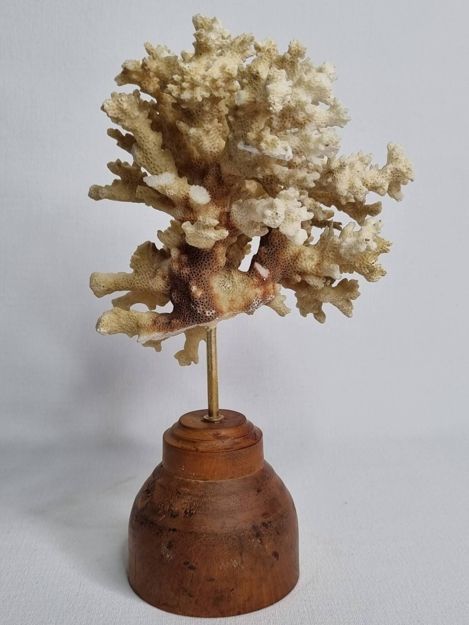 Old white coral on wooden base, branched, 20 cm
