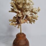 Old white coral on wooden base, branched, 20 cm
