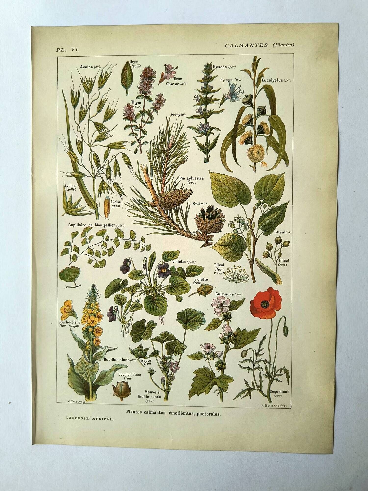 Vintage engraving from 1925 • Calming medicinal plants by M. Desserte