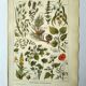 Vintage engraving from 1925 • Calming medicinal plants by M. Desserte