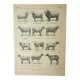 Old lithograph 1922, Sheep, sheep breeds, ram, wool • Engraving, original illustration