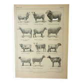 Old lithograph 1922, Sheep, sheep breeds, ram, wool • Engraving, original illustration