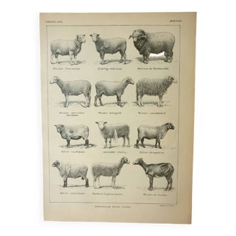 Old lithograph 1922, Sheep, sheep breeds, ram, wool • Engraving, original illustration