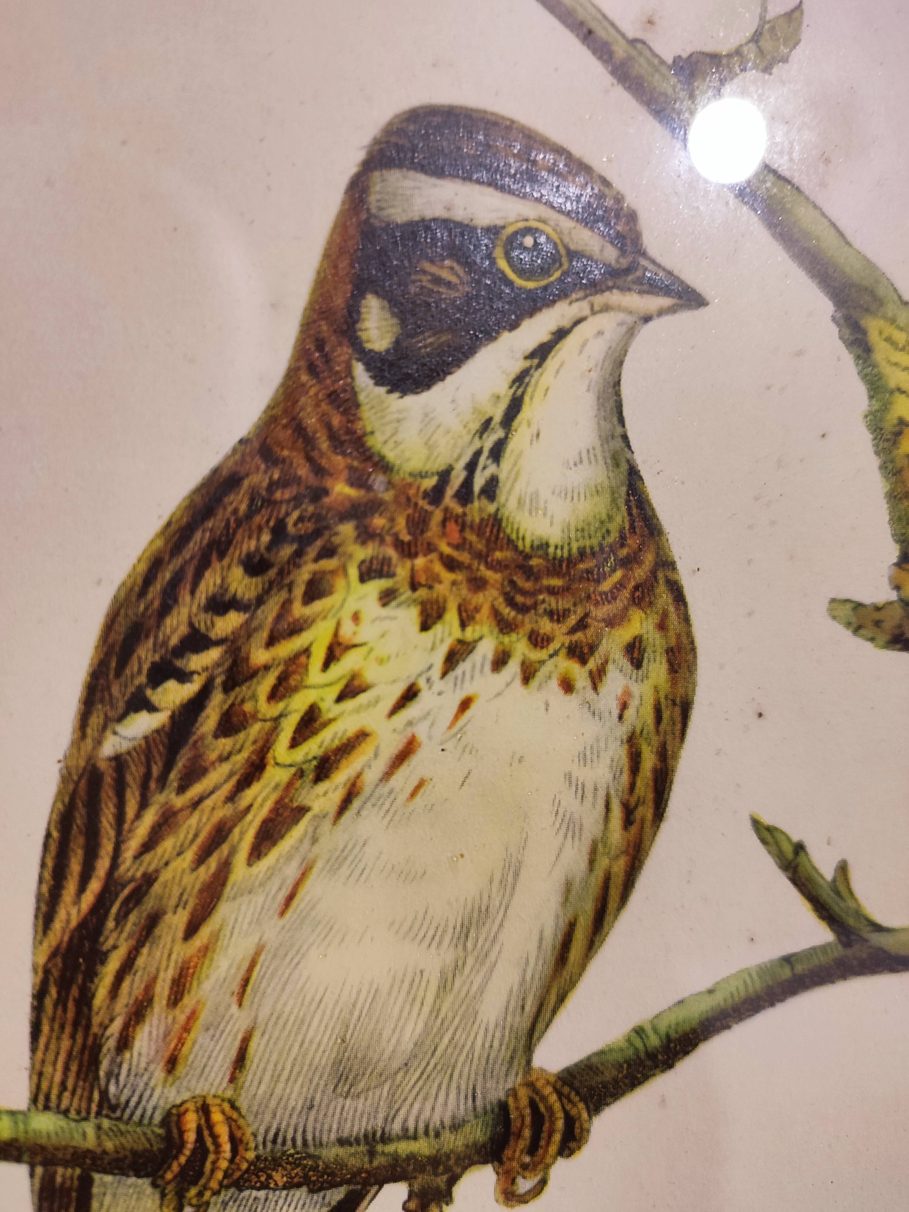 Gould lithograph enhanced hand birds