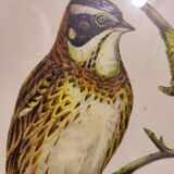 Gould lithograph enhanced hand birds