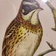 Gould lithograph enhanced hand birds